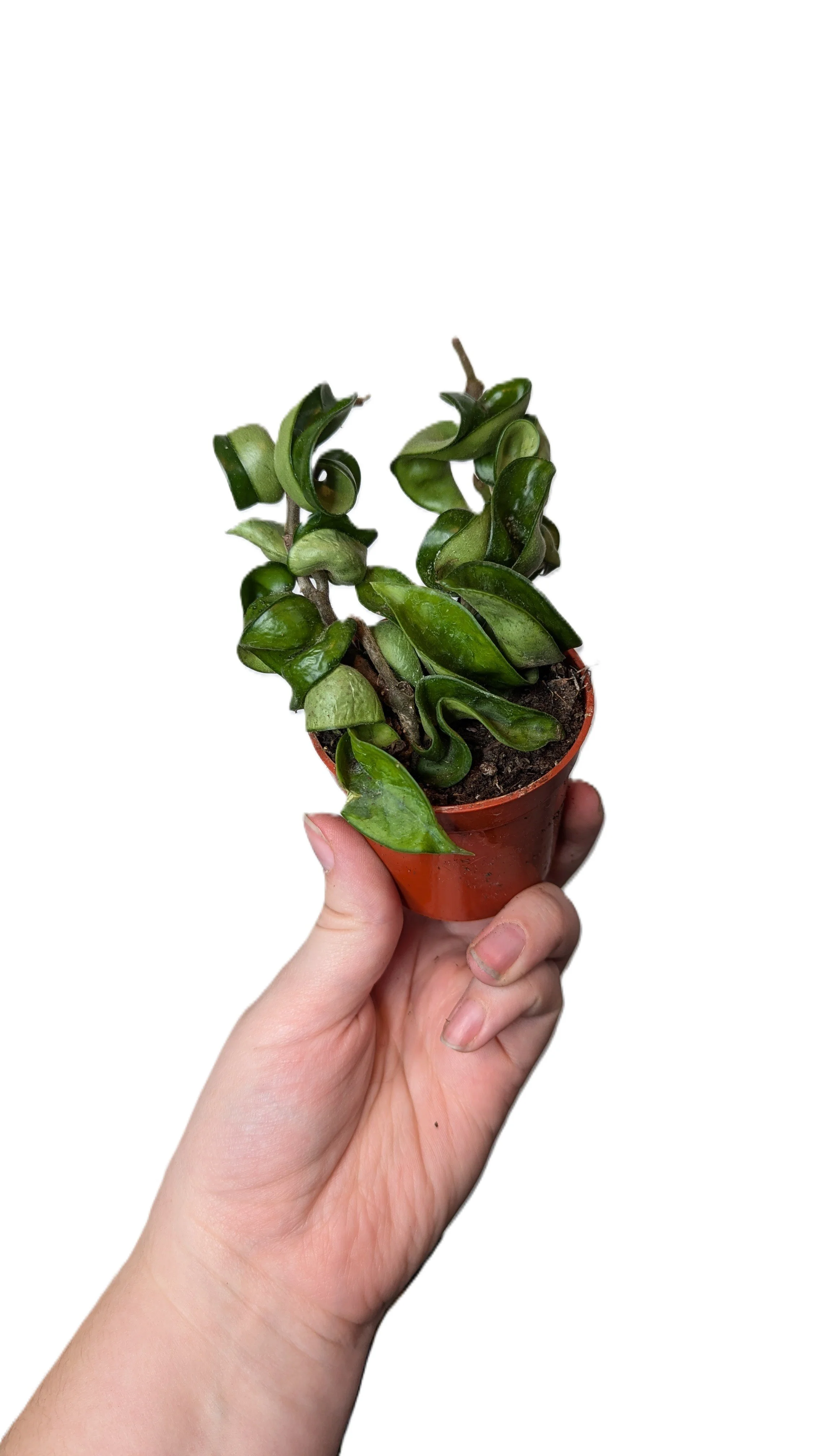Hoya 